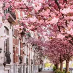printemps-belgique-cerisiers
